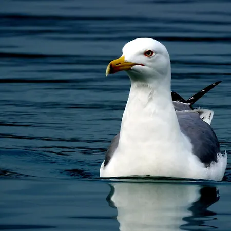 Segedin Appartement *