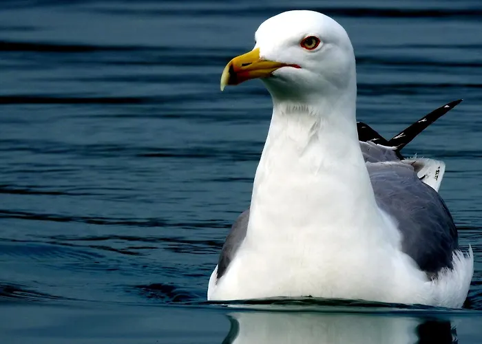 Segedin Apartament *